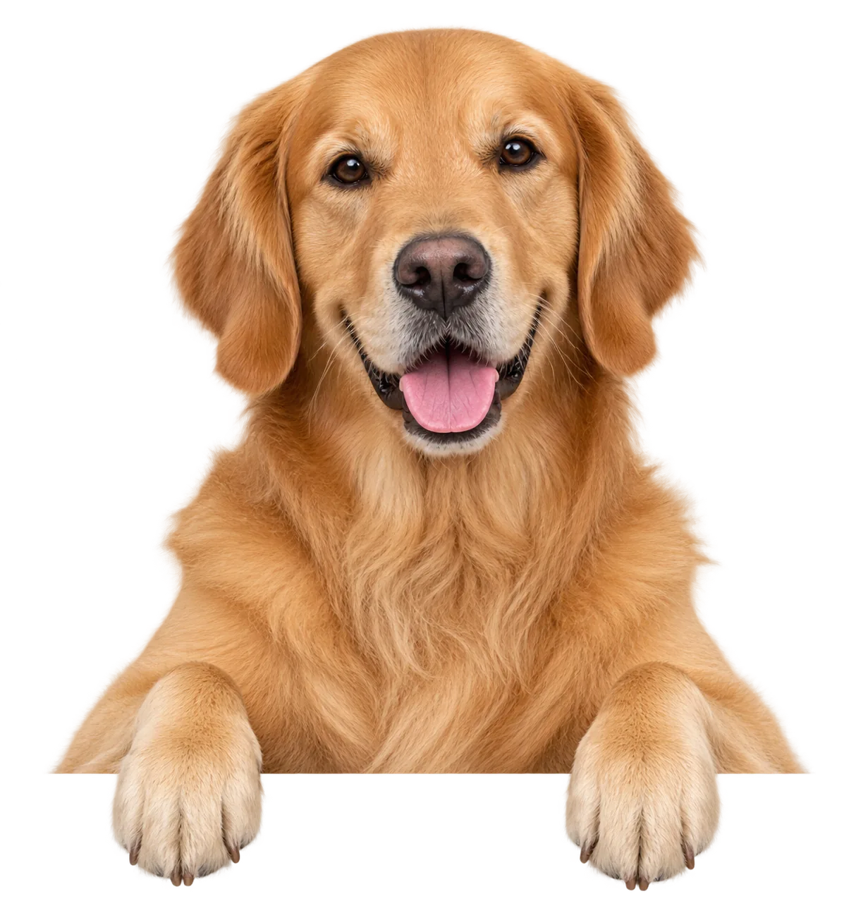 A happy BoppiPaw golden retriever